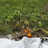 Phillips Farm Corn Maze & Pumpkin Patch photo