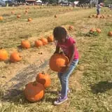 Hodges Family Farm photo