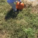 Hodges Family Farm photo