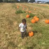 Hodges Family Farm photo