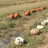 Hodges Family Farm photo
