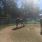 Hodges Family Farm photo