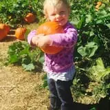 Hodges Family Farm photo