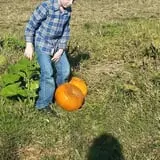 Hodges Family Farm photo