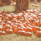 Haunted Hunt Club Farm photo