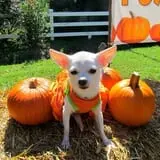 Haunted Hunt Club Farm photo