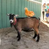 Haunted Hunt Club Farm photo
