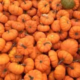 Haunted Hunt Club Farm photo