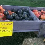 Big Stone Pumpkin Patch photo