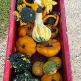 Big Stone Pumpkin Patch photo