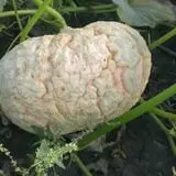 Big Stone Pumpkin Patch photo