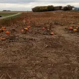 Big Stone Pumpkin Patch photo