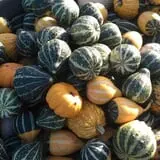 Big Stone Pumpkin Patch photo