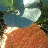 Big Stone Pumpkin Patch photo