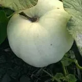 Big Stone Pumpkin Patch photo