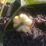 Big Stone Pumpkin Patch photo