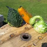Big Stone Pumpkin Patch photo