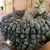 Big Stone Pumpkin Patch photo