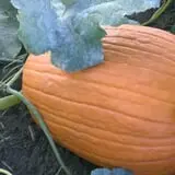Big Stone Pumpkin Patch photo