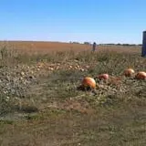 Big Stone Pumpkin Patch photo