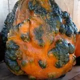 Big Stone Pumpkin Patch photo