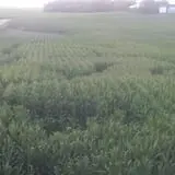 Big Stone Pumpkin Patch photo