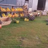 Big Stone Pumpkin Patch photo