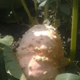 Big Stone Pumpkin Patch photo