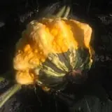 Big Stone Pumpkin Patch photo