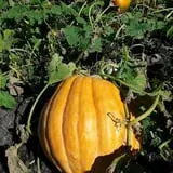 Big Stone Pumpkin Patch photo