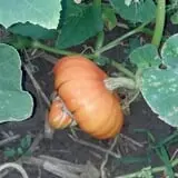 Big Stone Pumpkin Patch photo