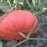 Big Stone Pumpkin Patch photo