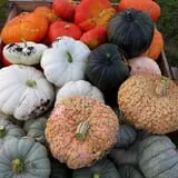 Big Stone Pumpkin Patch photo