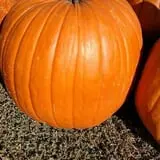 Big Stone Pumpkin Patch photo