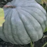 Big Stone Pumpkin Patch photo