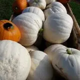 Big Stone Pumpkin Patch photo