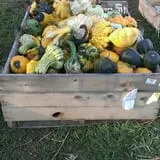 Big Stone Pumpkin Patch photo