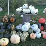 Big Stone Pumpkin Patch photo