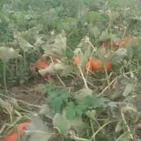 Big Stone Pumpkin Patch photo