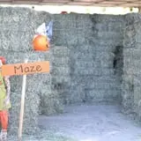 Pahrump Disability Outreach Program Pumpkin Days photo