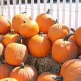 Pumpkinland at Thies Farm & Greenhouses photo