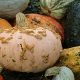 Pumpkinland at Thies Farm & Greenhouses photo