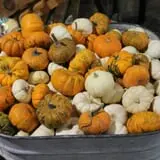 Pumpkinland at Thies Farm & Greenhouses photo