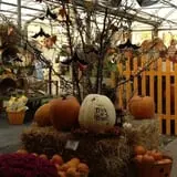 Pumpkinland at Thies Farm & Greenhouses photo