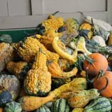Pumpkinland at Thies Farm & Greenhouses photo