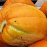 Pumpkinland at Thies Farm & Greenhouses photo
