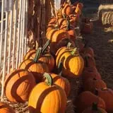 Pumpkinland at Thies Farm & Greenhouses photo