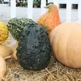 Pumpkinland at Thies Farm & Greenhouses photo