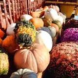 Pumpkinland at Thies Farm & Greenhouses photo