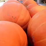 Pumpkinland at Thies Farm & Greenhouses photo